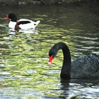 Swan-Shelduck-25382