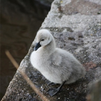 Cygnet's The Lawn, Dawlish.  1st June 2017.
