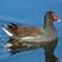 Moorhen-1