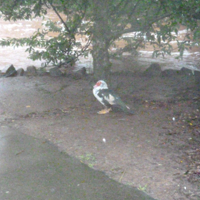 Dawlish Brook 30th December 2015 011