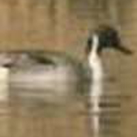 Pintail-2