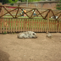 Powderham Castle 017