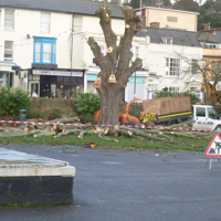 The Regeneration Begins 002