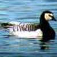 Barnacle-Goose-1