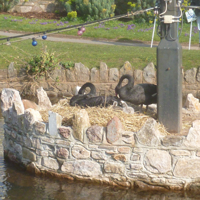 The new cygnets 2016 004