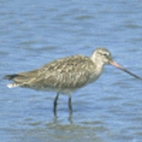 Godwit