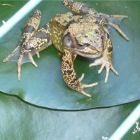 Just chilling on a Lily pad in the pond