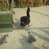 Famous Black Swans 004