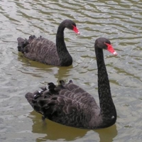 Swanning-it-by-the-Seaside-25245