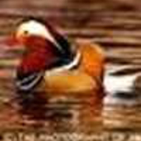 Mandarin-Duck-1