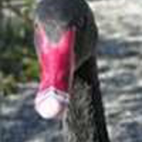 Black-Swan-1