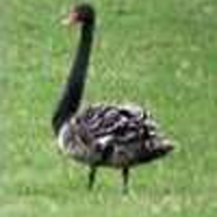 Black-Swan-2