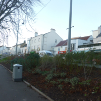 No Christmas Trees 002