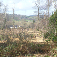 More trees for the chop 005